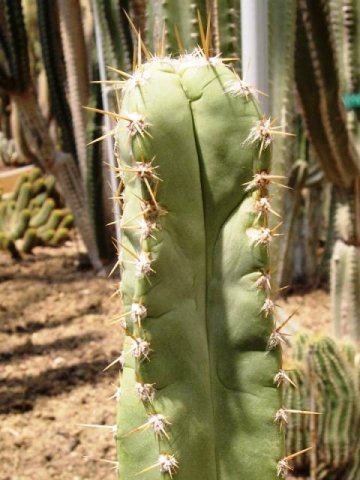 Pilosocereus_quadricostatus